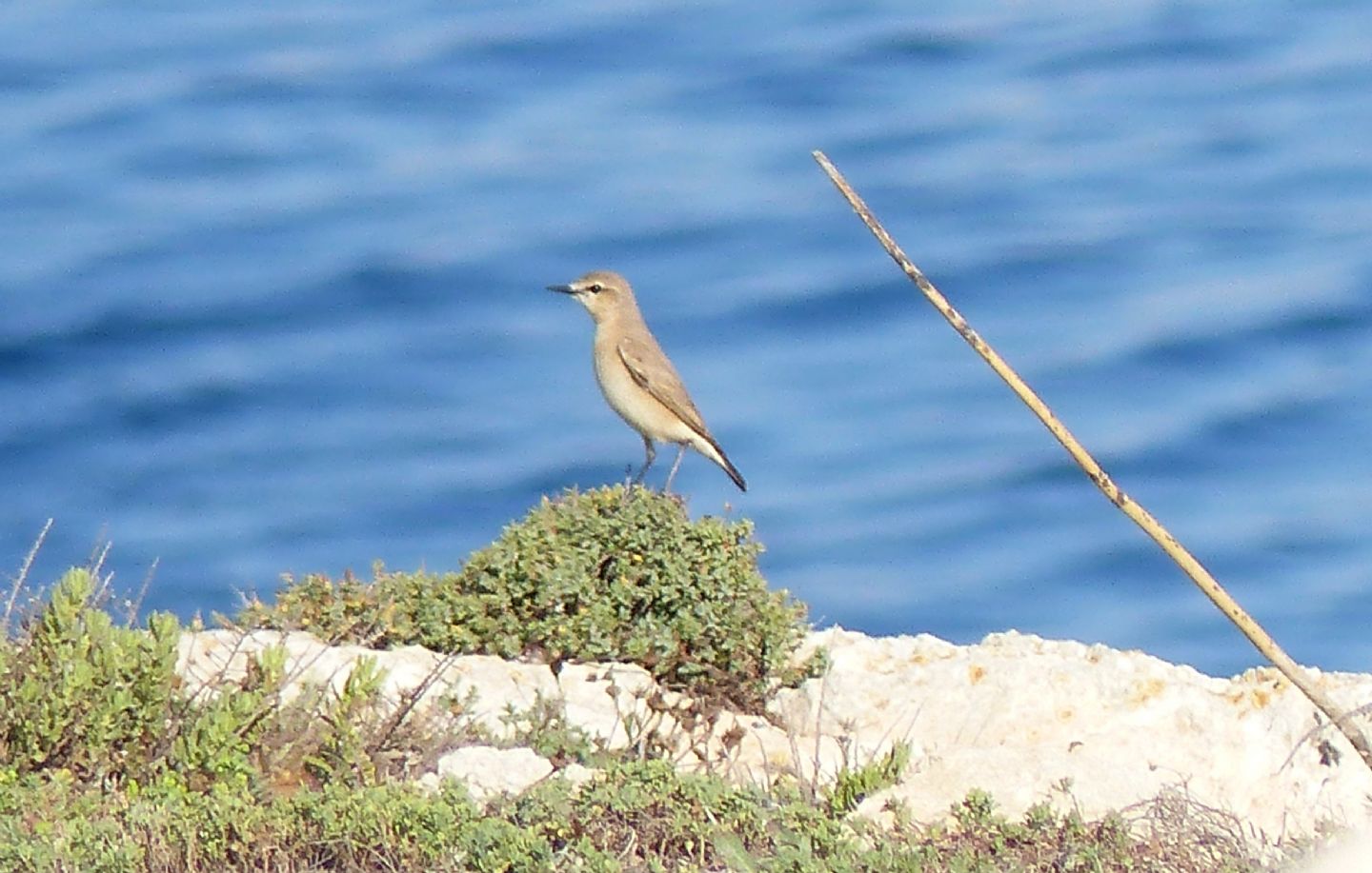 Oenanthe isabellina (Temminck, 1829)